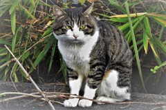 俺はノラだにゃ・・・
