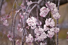 しだれ桜・・・