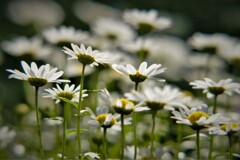 白い小花・・・