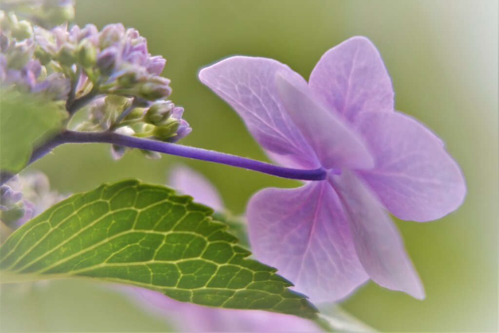 額紫陽花・・・1