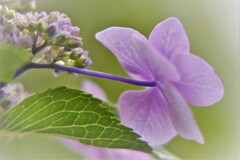 額紫陽花・・・1