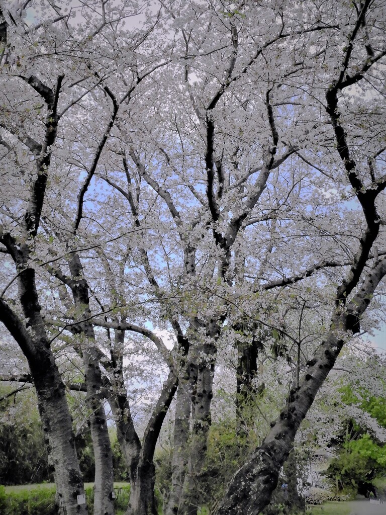 林立桜・・・・