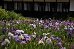 加茂荘菖蒲園・・・