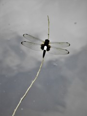 DSCN0810