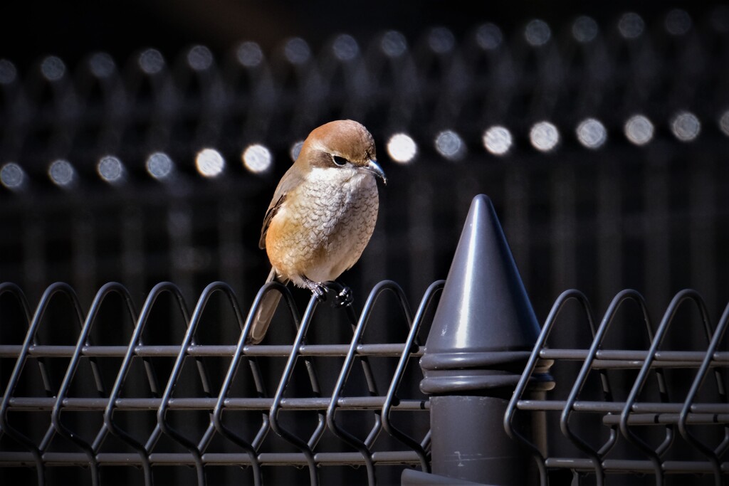 いつものモズ子