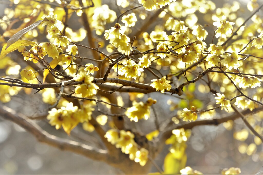 満開でした・・・