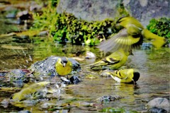 マヒワ達の入浴・・・