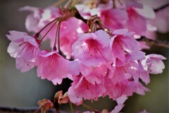 寒緋桜・・・1