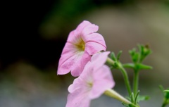 庭に生えている花・・・