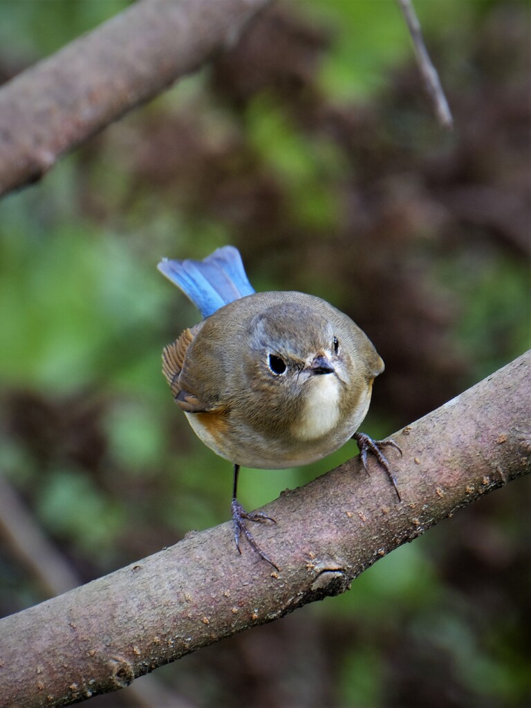 オッチャンはこっちか・・・
