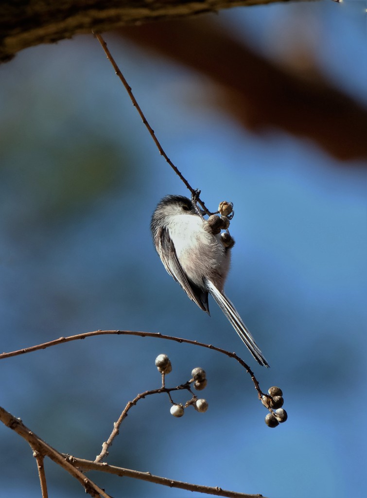 エナガぶらんこ・・・