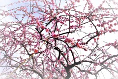 枝垂れ梅園　3・・・