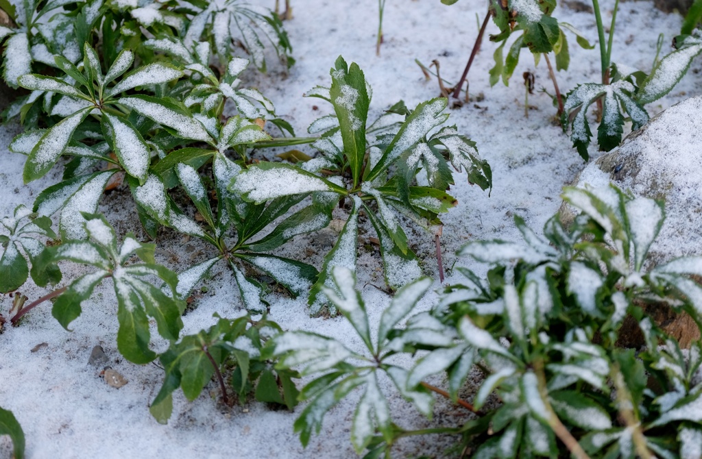 初めての雪・・・・