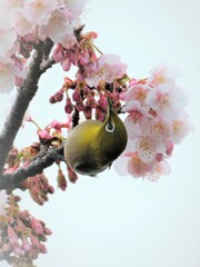 メジロ桜・・・