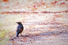 今冬　初見のツグミ・・・