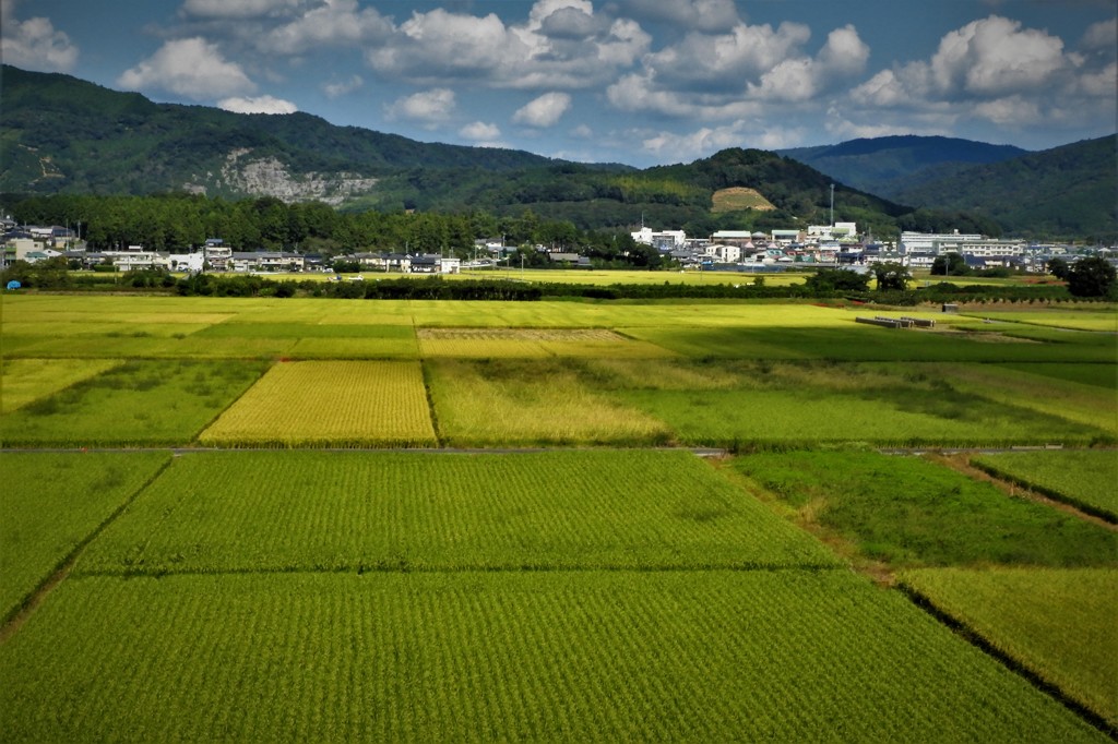 井伊の領地・・・