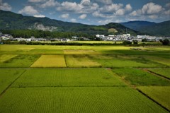 井伊の領地・・・