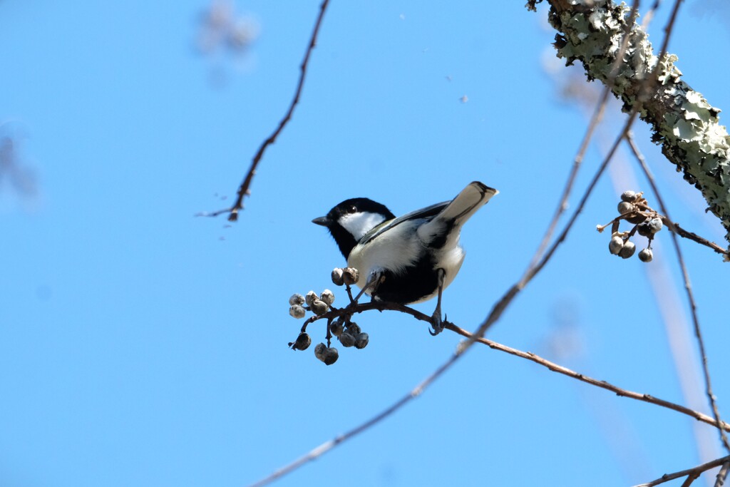 シジュウカラ・・・