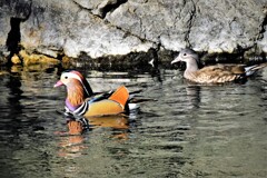 カップルも居る・・・