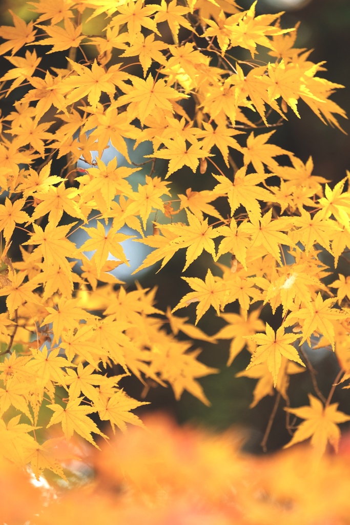 黄色い枝垂れ・・・