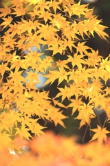 黄色い枝垂れ・・・