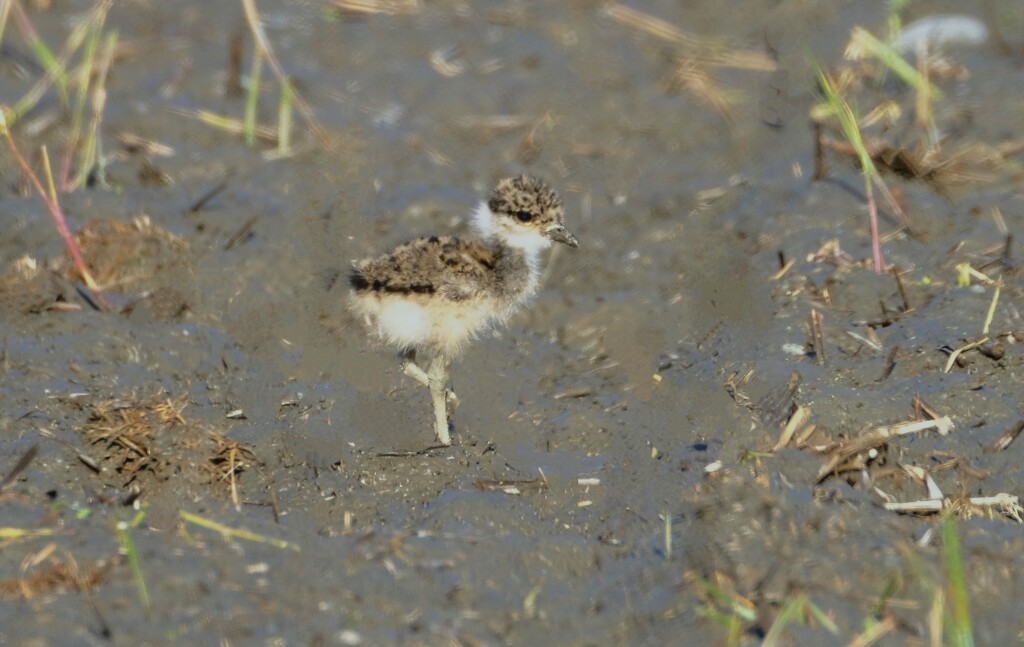 ケリの幼鳥・・・