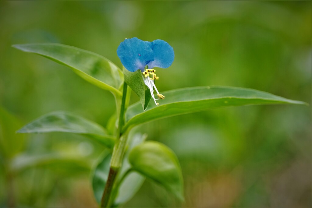 ほたる草　