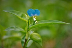 ほたる草　