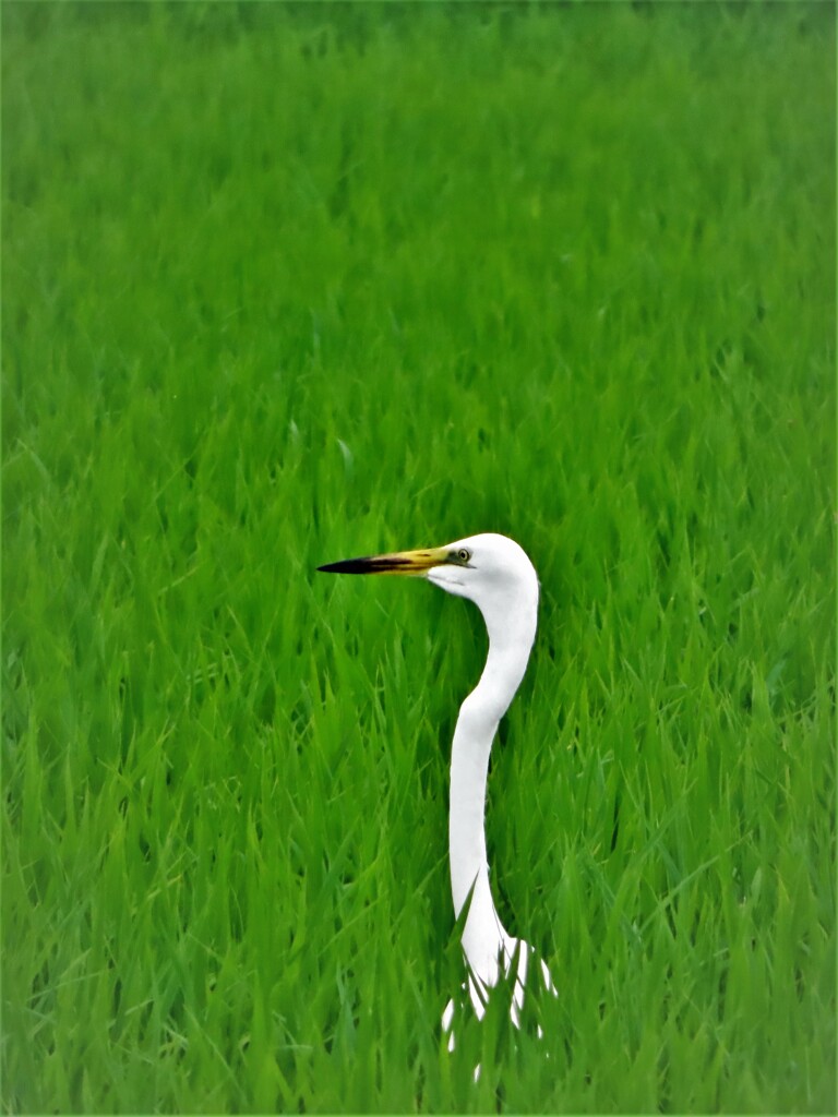 ダイサギらしい・・・