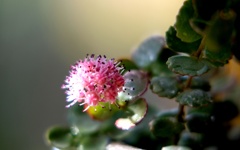 みせばやが咲いています・・・