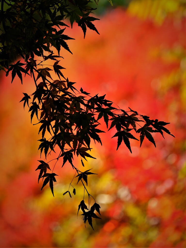 枝垂れ　2