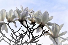 ご近所散歩　1