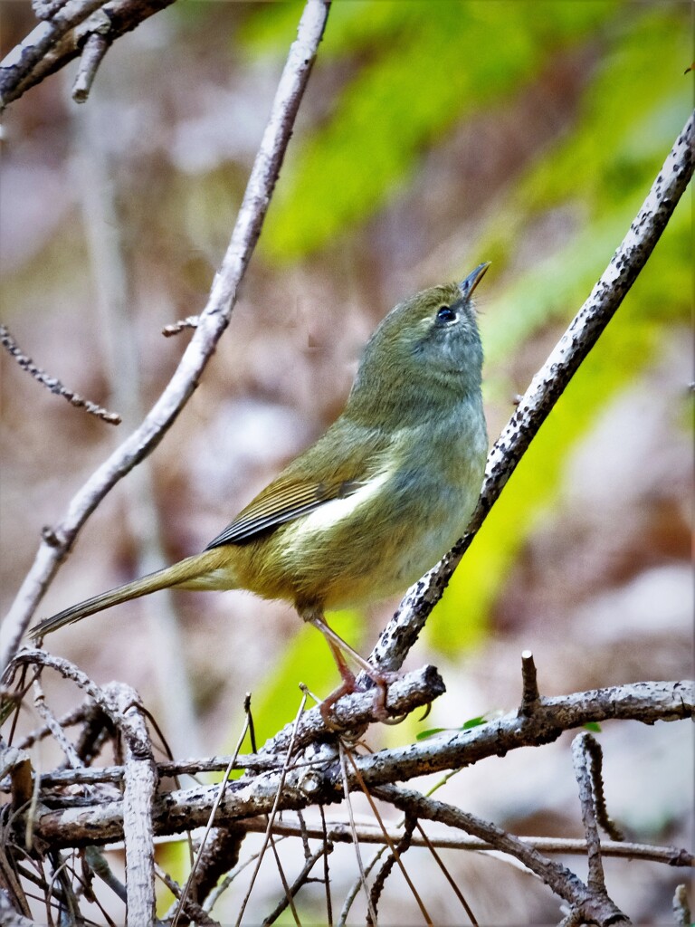 ウグイスらしいが　2