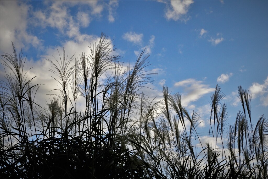 秋の夕空・・・