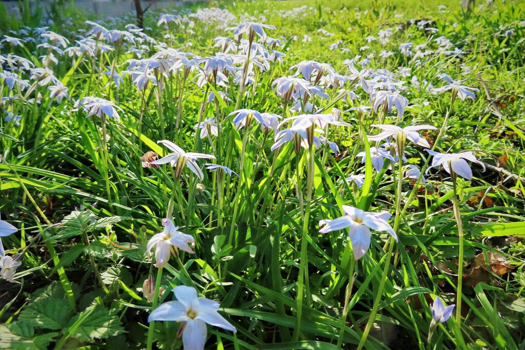 空き地のﾊﾅﾆﾗ群生・・・
