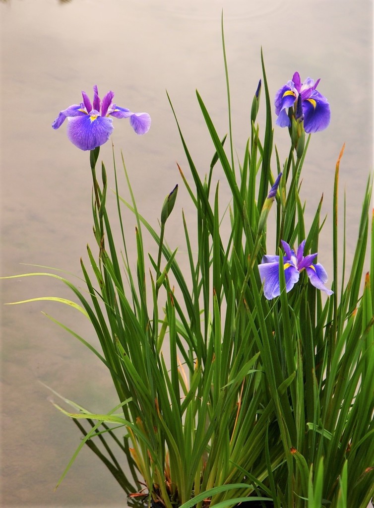 加茂荘　4