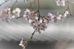 季節の花枝垂れ・・・3