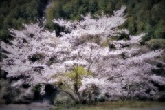 桜・・・
