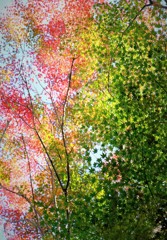 DSCF0016