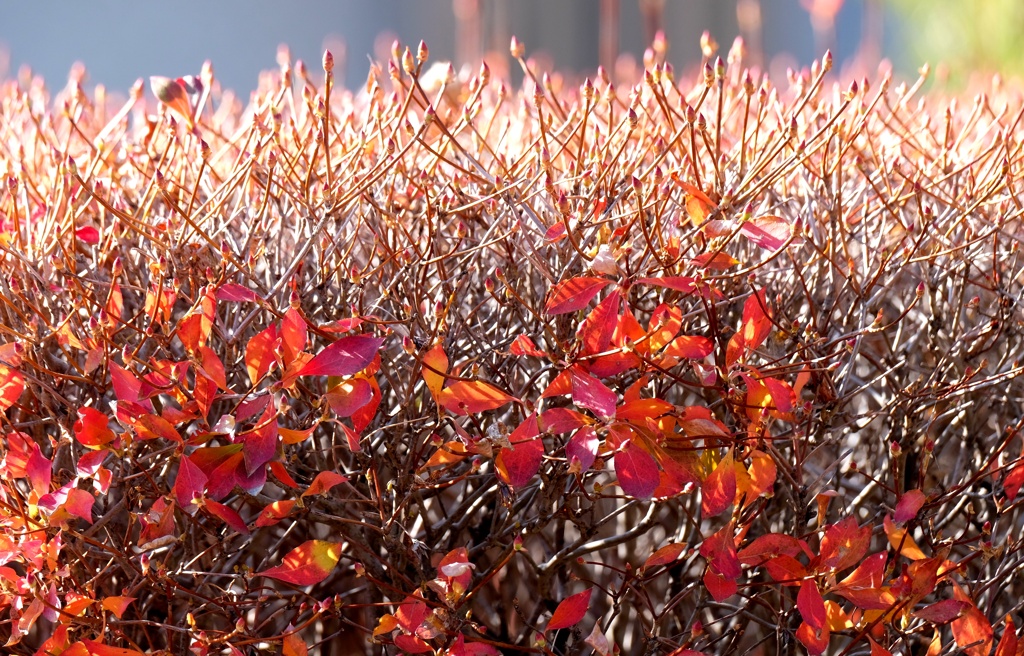 ドウダンツツジ　2