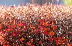 ドウダンツツジ　2