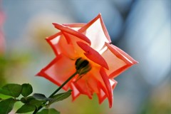 DSCF0015