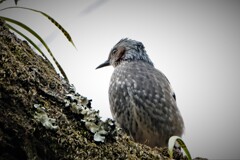 DSCF2239