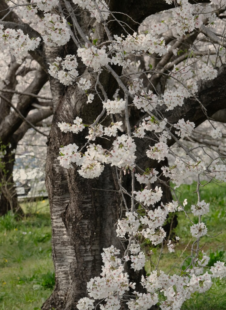 八幡川沿い・・・