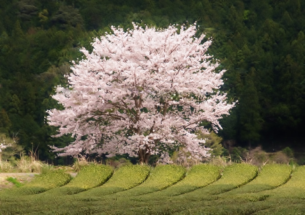 茶畑の一本桜・・・
