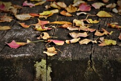 ナンキンハゼ落葉・・・