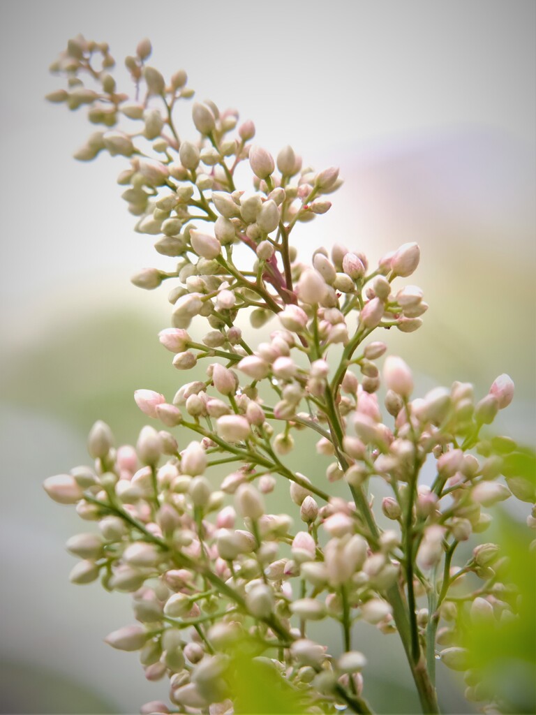 なんてん花・・・