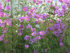 秋桜・・・