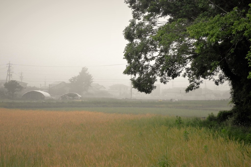 霧の朝・・・
