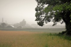 霧の朝・・・